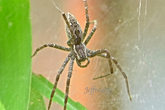 Dendrolycosa robusta