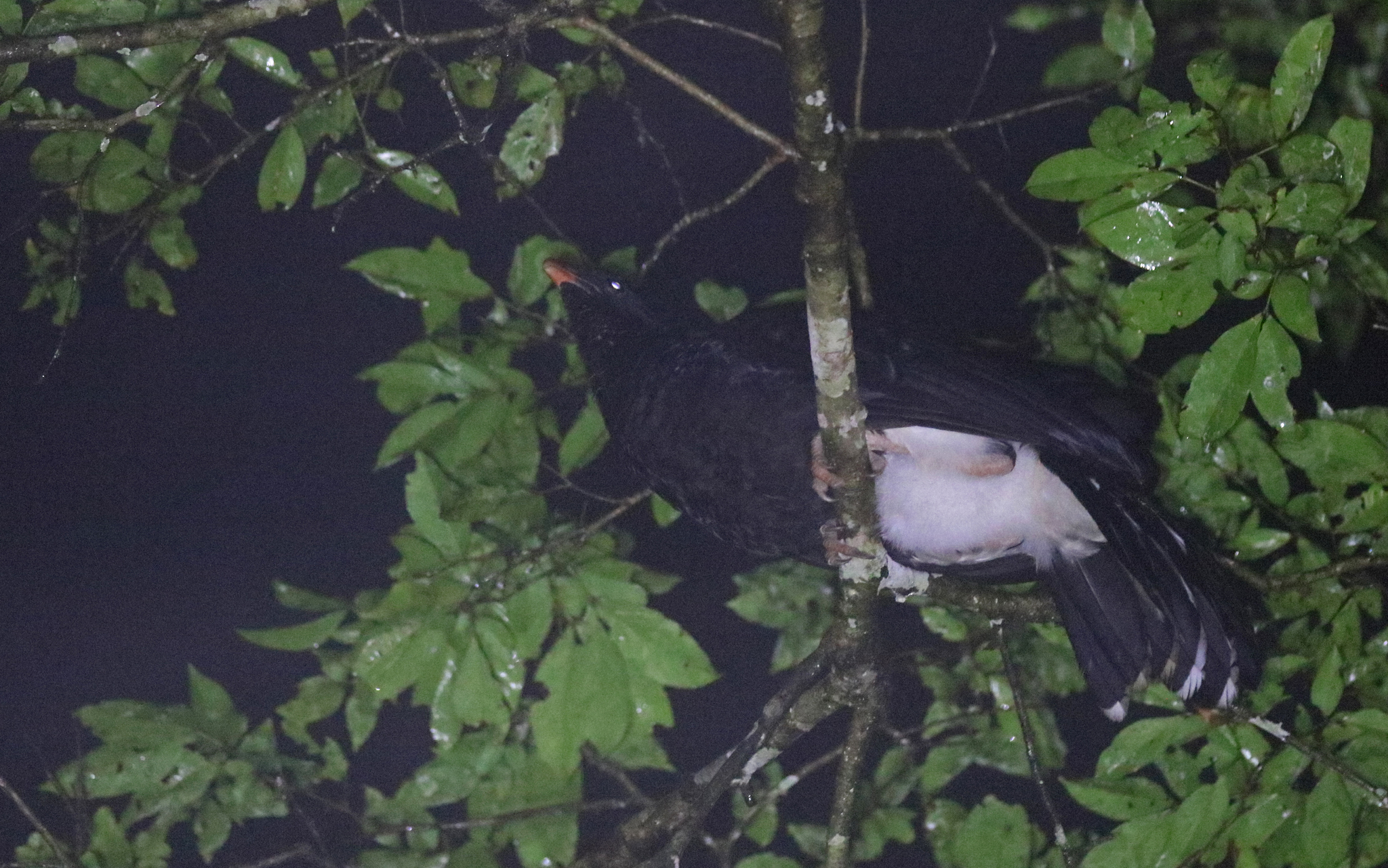 Salvin's Curassow (Mitu salvini), photo 7