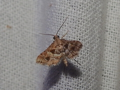 Diasemia