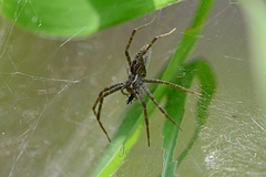 Dendrolycosa robusta