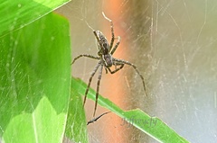 Dendrolycosa robusta