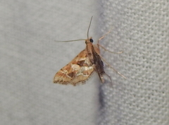 Diasemia