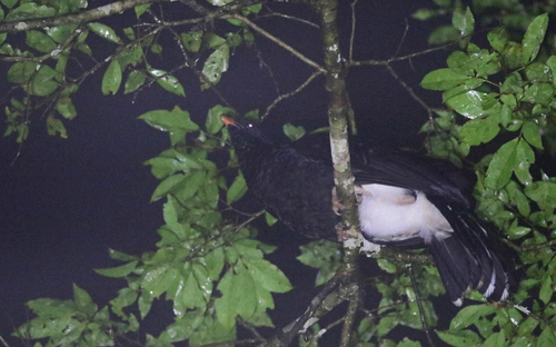 Salvin's Curassow (Mitu salvini), photo 6
