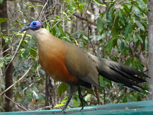 Giant Coua