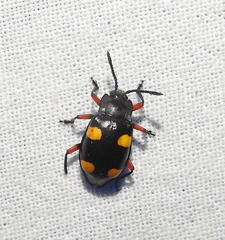 Eumorphus quadriguttatus pulchripes