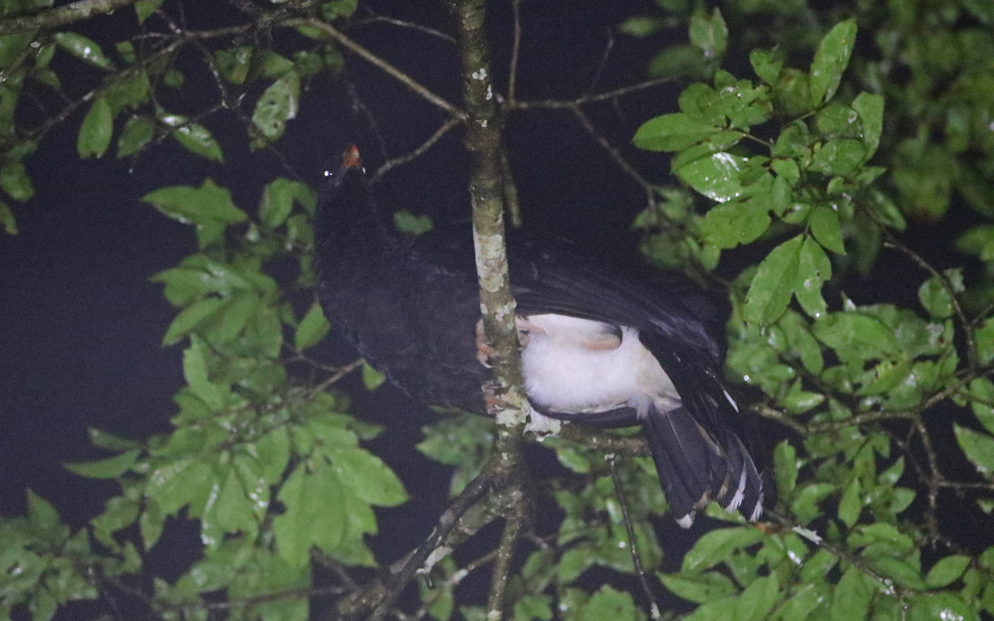 Salvin's Curassow (Mitu salvini), photo 9