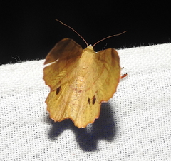 Hyperythra