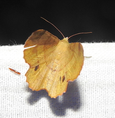 Hyperythra