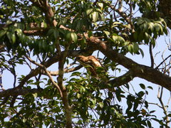 Accipiter trivirgatus