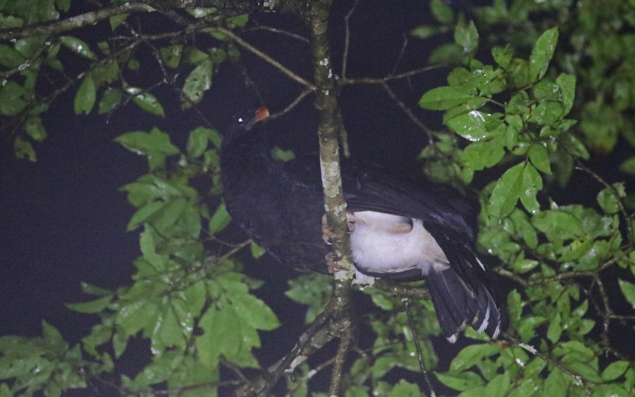 Salvin's Curassow (Mitu salvini), photo 10