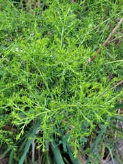 Symphyotrichum