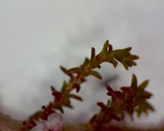 Erica paniculata