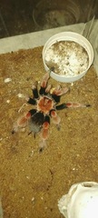 Brachypelma boehmei