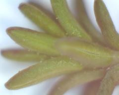 Erica paniculata