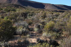 Helichrysum hebelepis