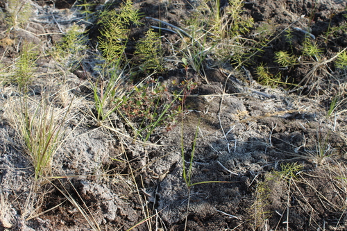 Image of Calamagrostis lapponica by (c) nina_nesterova, some rights reserved (CC BY)