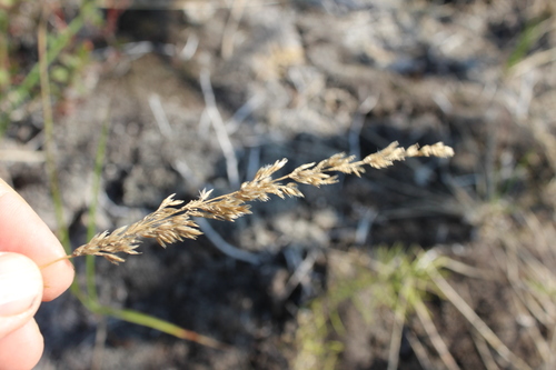 Image of Calamagrostis lapponica by (c) nina_nesterova, some rights reserved (CC BY)