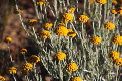 Helichrysum hebelepis