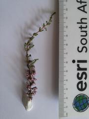 Erica paniculata