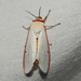 Red Costate Tiger Moth - Photo (c) Hopeland, some rights reserved (CC BY), uploaded by Hopeland