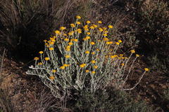 Helichrysum hebelepis