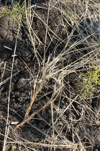Image of Calamagrostis lapponica by (c) nina_nesterova, some rights reserved (CC BY)