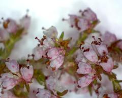 Erica paniculata