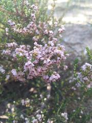 Erica paniculata