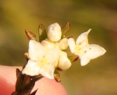 Lachnaea burchellii