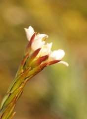 Lachnaea burchellii