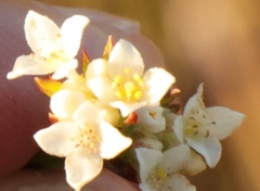 Lachnaea burchellii