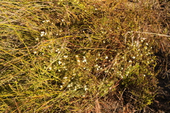 Lachnaea burchellii