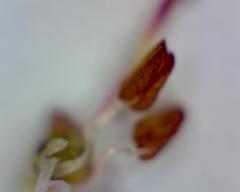 Erica paniculata