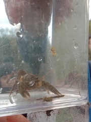 Austropotamobius torrentium