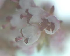 Erica paniculata