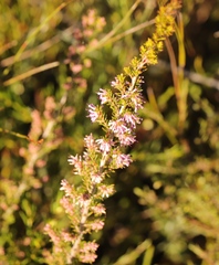 Erica uberiflora