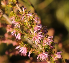 Erica uberiflora