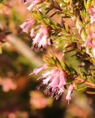 Erica uberiflora