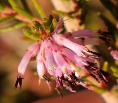 Erica uberiflora