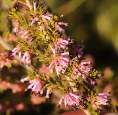 Erica uberiflora