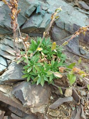 Draba borealis