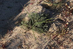 Trachyandra revoluta