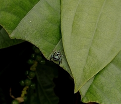 Thiania bhamoensis