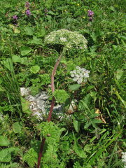 Selinum alatum