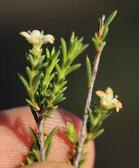 Diosma acmaeophylla