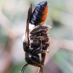 Megachile conjuncta