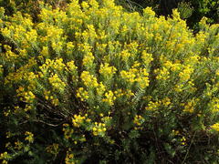Euryops floribundus