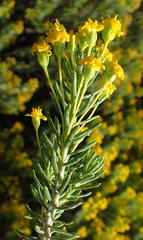 Euryops floribundus