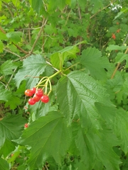 Viburnum opulus