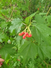 Viburnum opulus